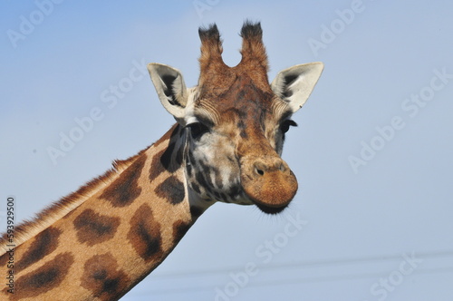 Fototapeta Naklejka Na Ścianę i Meble -  Giraffe animals in Fota wild park Cork Ireland