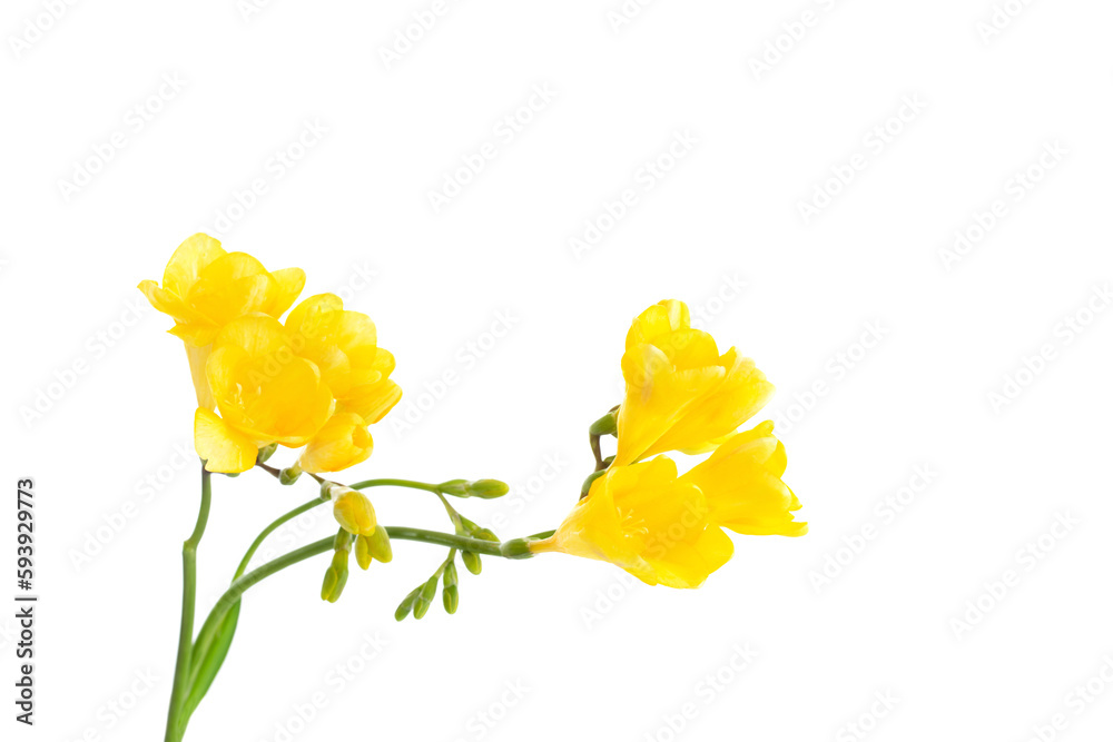 freesia flowers isolated on white background freesia flowers isolated on white background