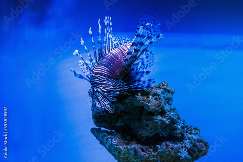 Fototapeta Naklejka Na Ścianę i Meble -  A beautiful predatory Pterois volitans swims in search of food in blue water. Red lionfish - one of the dangerous coral reef fish. Beautiful and dangerous animals.