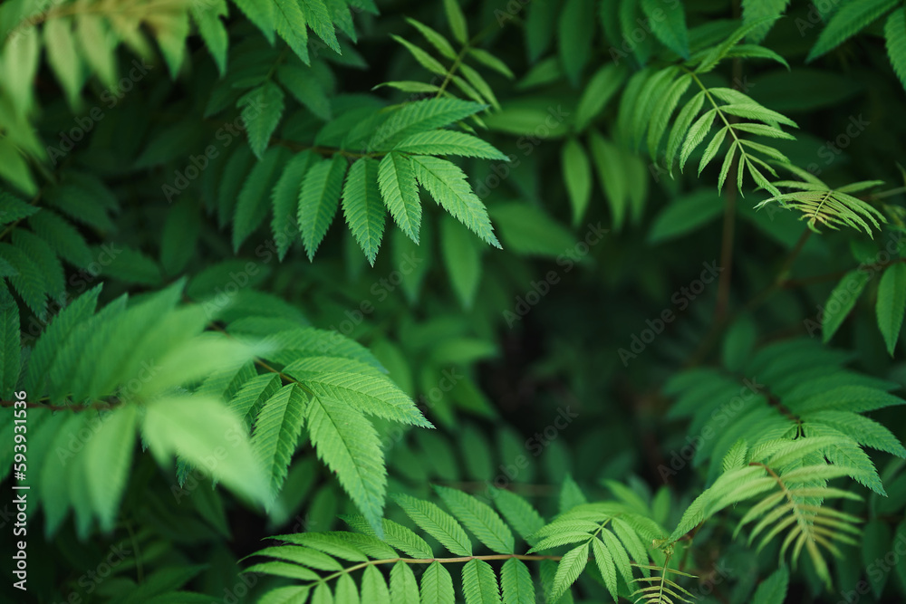 Fototapeta premium Sorbaria sorbifolia, the leaves of shrub. Green background, the plant in the nature with copy space. High quality photo