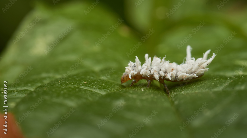 Details of a white bug (Scymninae) with its silk camouflage. Details of a white bug (Scymninae) with its silk camouflage.