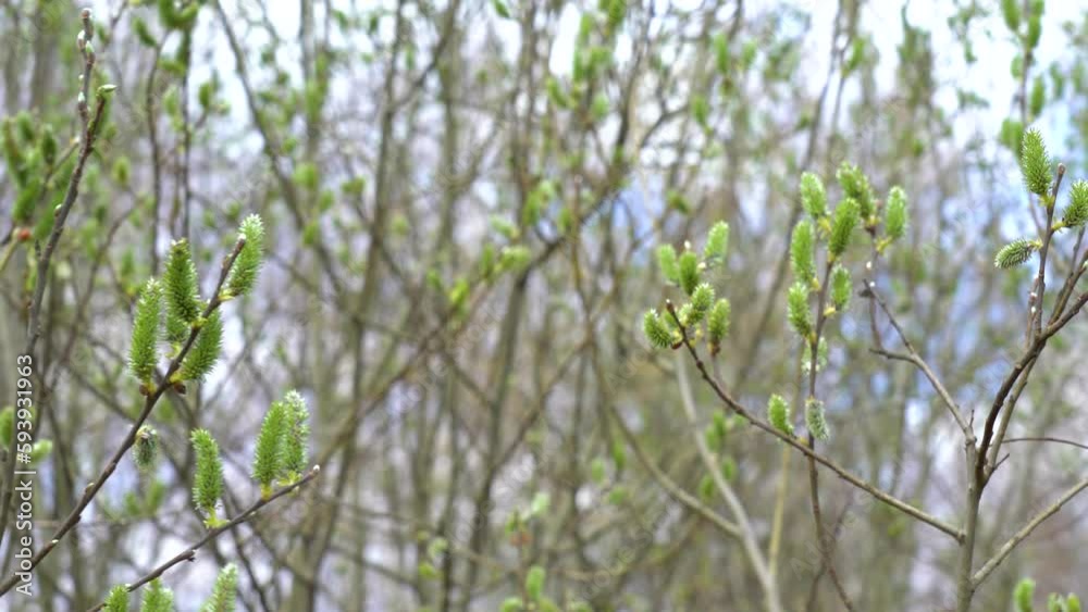 Fluffy first young plants growing in spring forest in April. Natural 4k abstract video background. Green growth and landscape of north of Ukraine concept