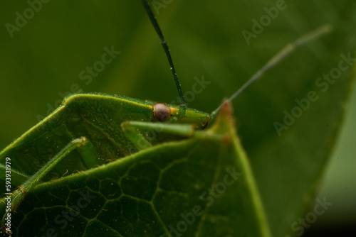 Details of a "Chincha verde" perched on a green leaf.