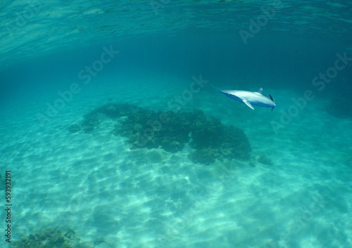 a small juvenile shark in the crystal clear waters of the caribbean sea