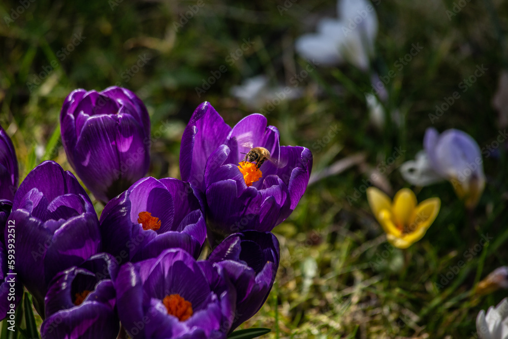 Fotografie lila Krokus mit Biene