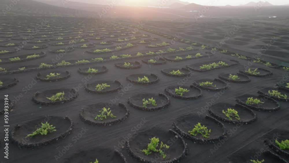 Viñedos de la Geria en Lanzarote a vista de drone