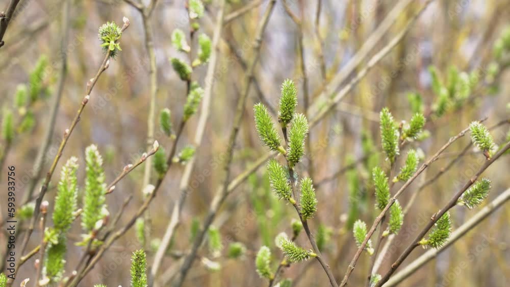 Fluffy first young plants growing in spring forest in April. Natural 4k abstract video background. Growth and landscape of north of Ukraine concept Fluffy first young plants growing in spring forest in April. Natural 4k abstract video background. Growth and landscape of north of Ukraine concept