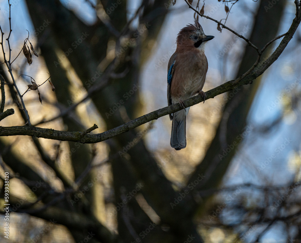 Beautiful jay bird sitting perched on a tree branch Beautiful jay bird sitting perched on a tree branch