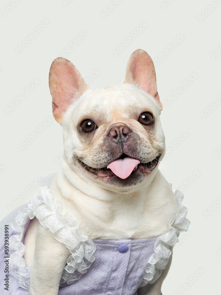 French bulldog in a blue dress, funny image, clean background
