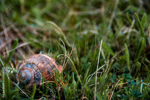 Snail shell home on the grass floor in the beginning of spring.