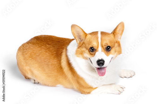 A smiling corgi dog  happy  closeup  clean background
