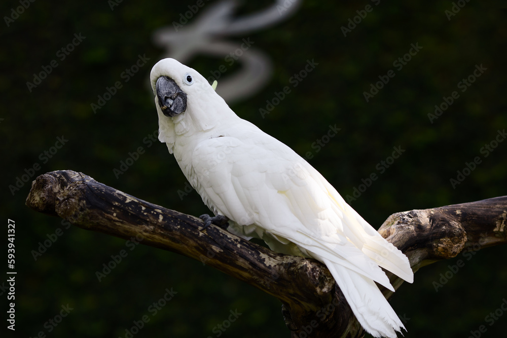 White cockatoo parrot sitting on a branch on a dark background in sunlight in Bali Island Park White cockatoo parrot sitting on a branch on a dark background in sunlight in Bali Island Park
