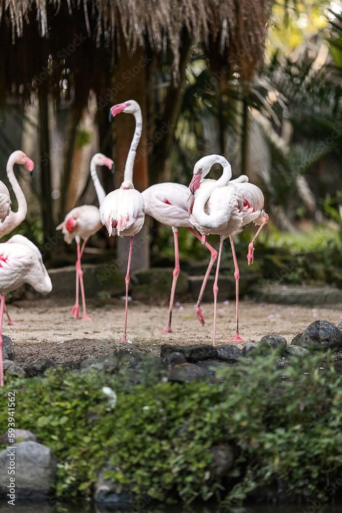 Pink flamingos are wading birds of the family Phoenicopteridae, in tropical greenery, in the Bali Island Park Indonesia Pink flamingos are wading birds of the family Phoenicopteridae, in tropical greenery, in the Bali Island Park Indonesia