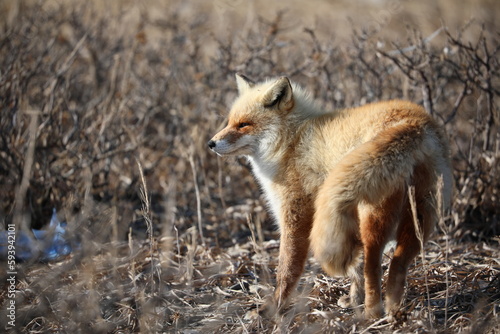 red fox in the wild in Hokkaido  Japan