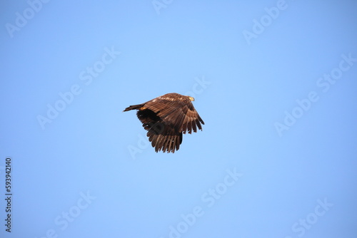 White-tailed eagle flying in the sky in Hokkaido, Japan