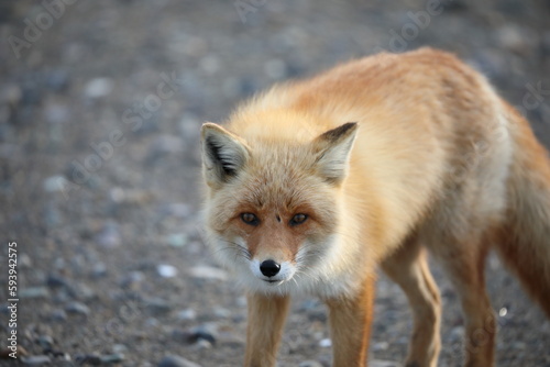 red fox in the wild