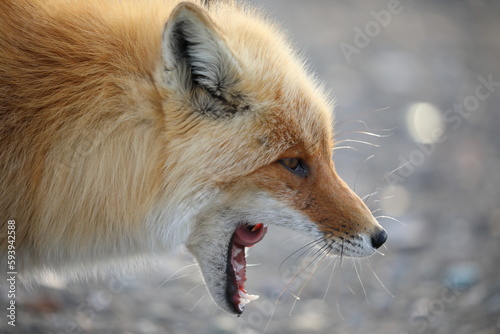 Obraz na plátně Side profile of a red fox with a big mouth open