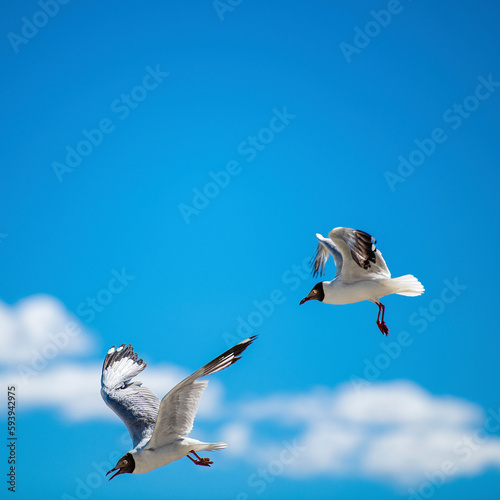 Brown-headed Gull living in Pangong Lake, Tibet, China(Larus brunnicephalus Jerdon) photo