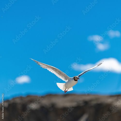 Brown-headed Gull living in Pangong Lake, Tibet, China(Larus brunnicephalus Jerdon) photo