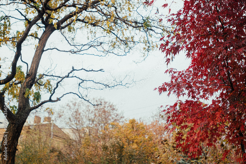 Fototapeta premium autumn in the park