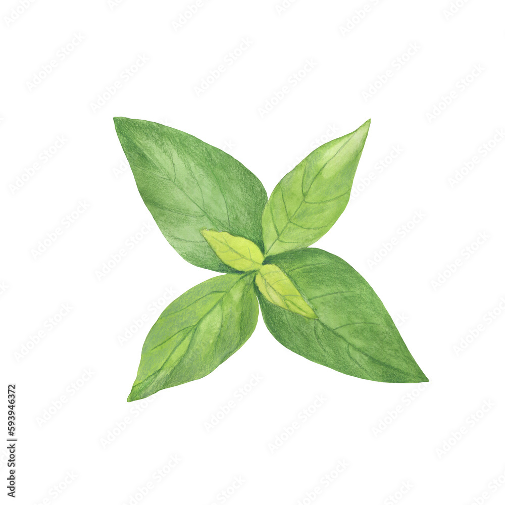 Watercolor basil leaves Watercolor basil leaves