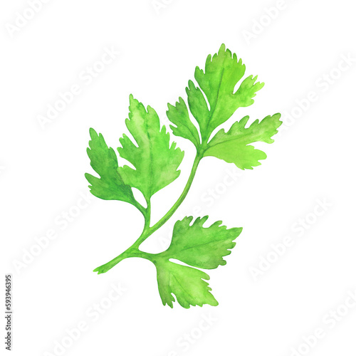 Watercolor drawing of a parsley leaf