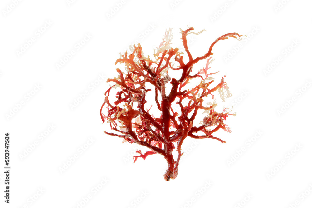 Rhodophyta red seaweed branch isolated transparent png. Red algae ...