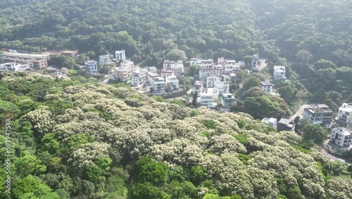 Full of Hill of Crateva Unilocularis blossom in Clear Water Bay Rd photo