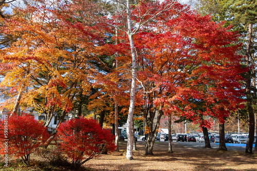 紅葉