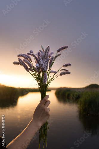 wild meadow pink flowers against the backdrop of a bright sunset light in a female hand. beauty and harmony of nature. Soft selective focus