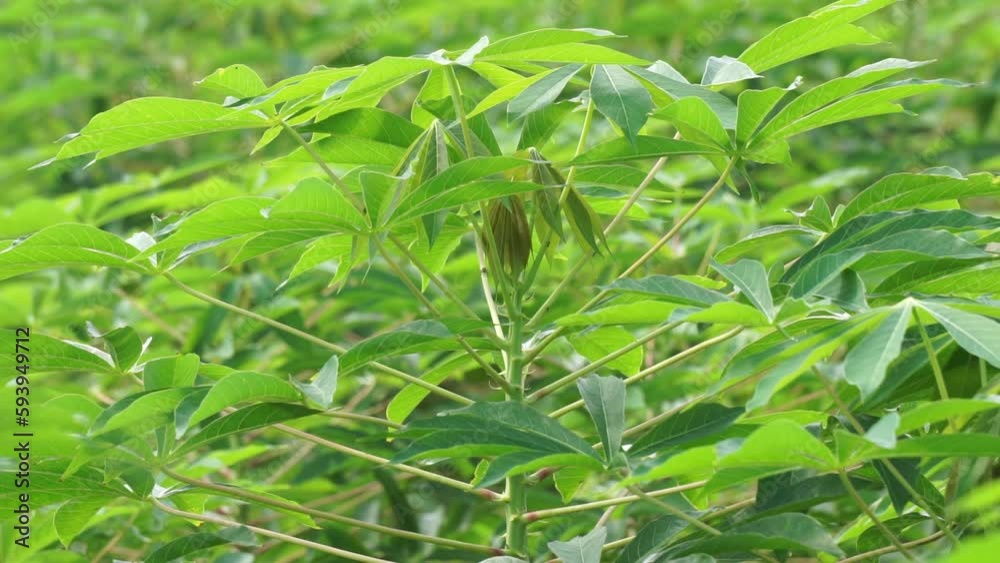 Cassava leaves on the tree. Indonesian call it singkong or ketela Cassava leaves on the tree. Indonesian call it singkong or ketela
