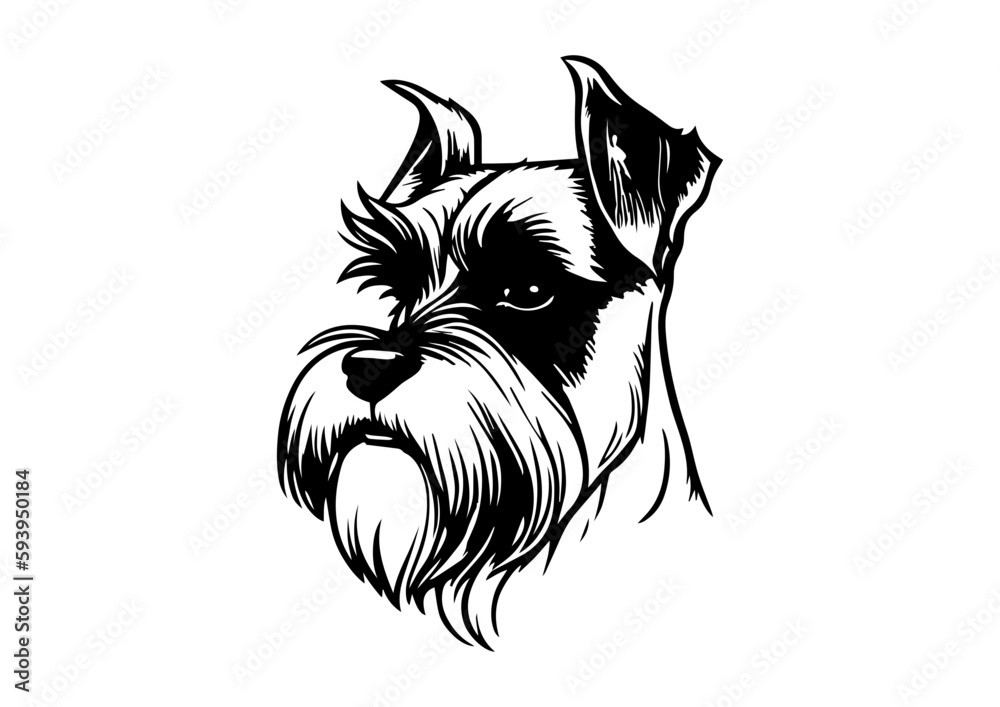 drawing of Schnauzer dog