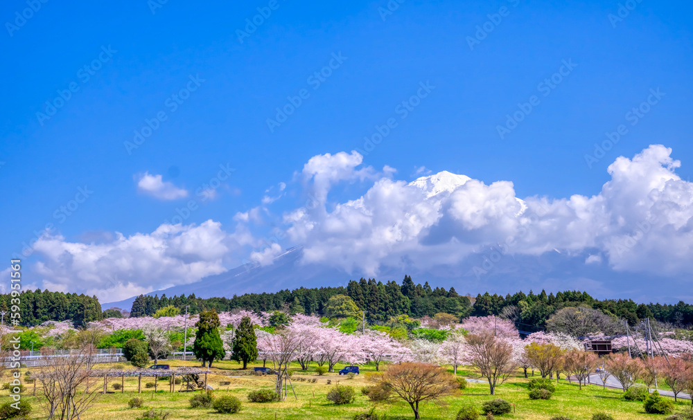 龍門橋から望む満開の桜