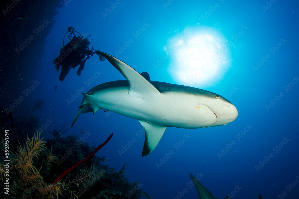Fototapeta premium shark and diver