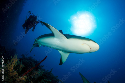 shark and diver © vicentegrafico