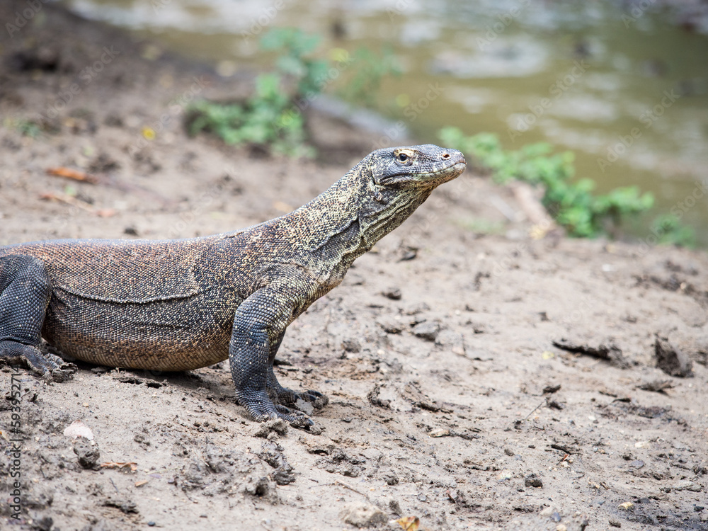 Portrait of an adult komodo dragon, Komodo National Park, Rinca, Komodo, Indonesia Portrait of an adult komodo dragon, Komodo National Park, Rinca, Komodo, Indonesia