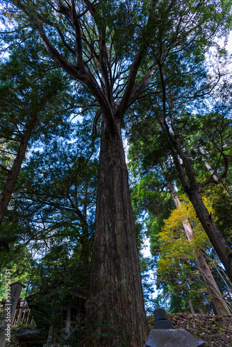 神宮の空と木「日本最古の神社パワースポット幣立神宮（へいたてじんぐう）」
The Sky and Trees of Jingu ``Japan's Oldest Shrine Power Spot Heitate Jingu''
日本(秋)
Japan (Autumn)
九州・熊本県山都町
Yamato Town, Kumamoto Prefecture, Kyushu
幣立神宮（へいたてじんぐう photo