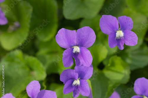 purple flowers from Drost park