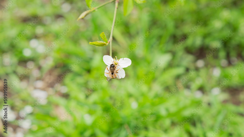 Closeup shot of a bee pollinating on a white cherry blossom flower Closeup shot of a bee pollinating on a white cherry blossom flower