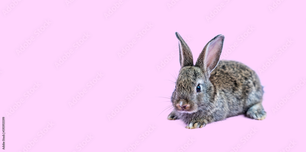 Lovely bunny easter brown rabbit sitting on pink background. Lovely young rabbit sitting, Lovely mammal with beautiful bright eyes in nature life, Animal concept, Easter symbol
