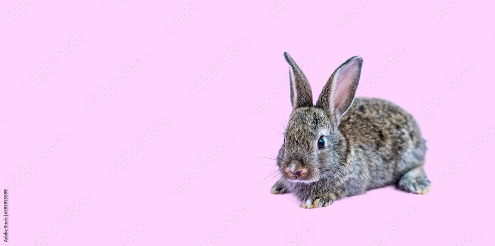 Lovely bunny easter brown rabbit sitting on pink background. Lovely young rabbit sitting, Lovely mammal with beautiful bright eyes in nature life, Animal concept, Easter symbol Lovely bunny easter brown rabbit sitting on pink background. Lovely young rabbit sitting, Lovely mammal with beautiful bright eyes in nature life, Animal concept, Easter symbol