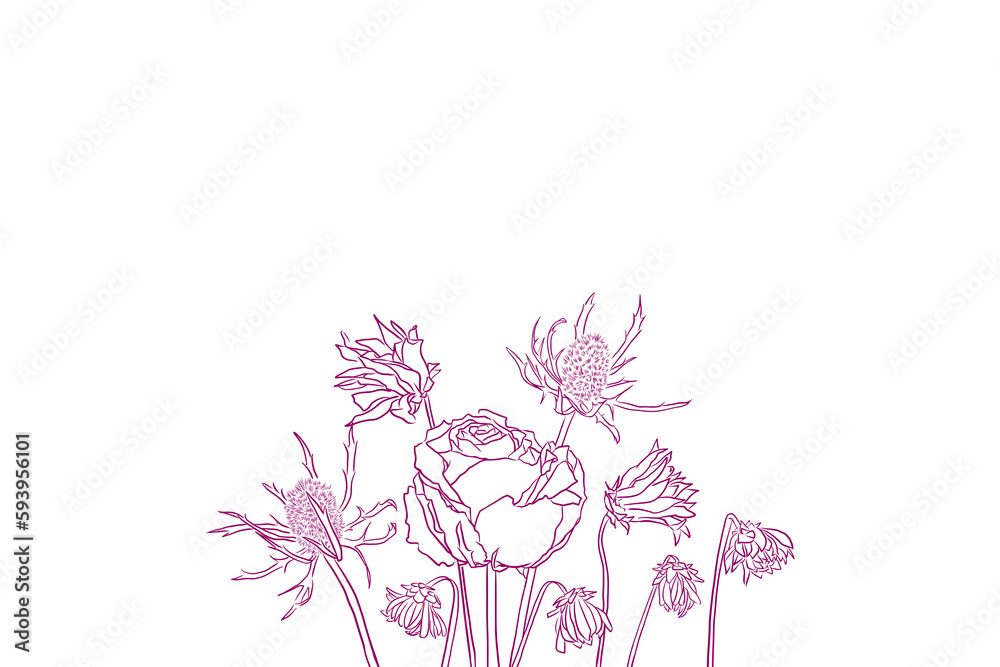 Line drawing of some flowers such as roses and eryngium on white background