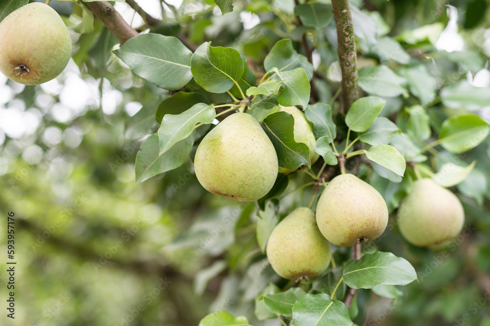 Pears on the tree. Selective focus Pears on the tree. Selective focus