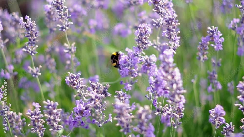 lavender flowers bloom in the garden, a bumblebee flies in lavender flowers lavender flowers bloom in the garden, a bumblebee flies in lavender flowers