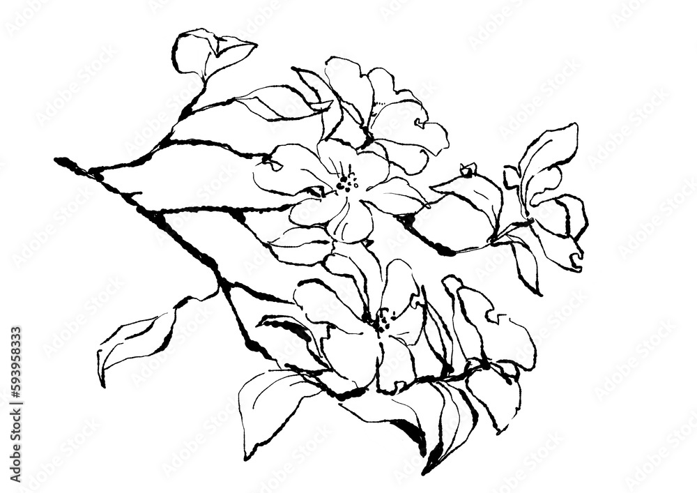 美しく咲くハナミズキのシンプルな線画イラスト(PNG)
