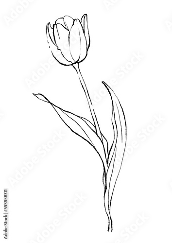 美しく咲くチューリップのシンプルな線画イラスト
(PNG) #593958311