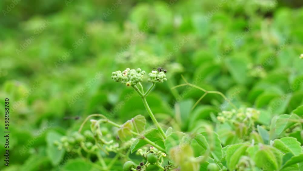 Causonis trifolia (Also called bush Grape, fox-grape, three-leaved wild vine, threeleaf cayratia) in nature. This plant has black-colored berries and its plant used for antidiabetic Causonis trifolia (Also called bush Grape, fox-grape, three-leaved wild vine, threeleaf cayratia) in nature. This plant has black-colored berries and its plant used for antidiabetic
