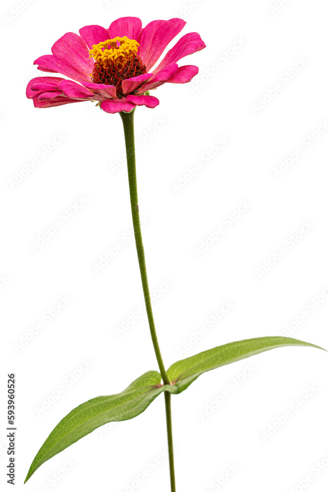 Pink flower of zinnia, isolated on white background Pink flower of zinnia, isolated on white background