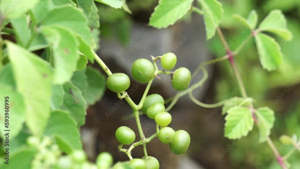 Causonis trifolia (Also called bush Grape, fox-grape, three-leaved wild vine, threeleaf cayratia) in nature. This plant has black-colored berries and its plant used for antidiabetic Causonis trifolia (Also called bush Grape, fox-grape, three-leaved wild vine, threeleaf cayratia) in nature. This plant has black-colored berries and its plant used for antidiabetic