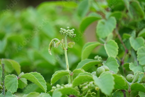 Causonis trifolia (Also called bush Grape, fox-grape, three-leaved wild vine, threeleaf cayratia) in nature.  This plant has black-colored berries and its plant used for antidiabetic photo